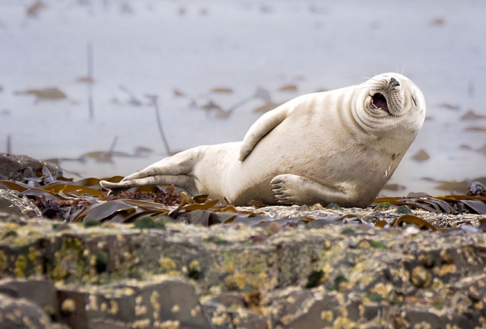 funny-animal-pictures-comedy-wildlife-photography-awards-paul-joynson-hicks-10