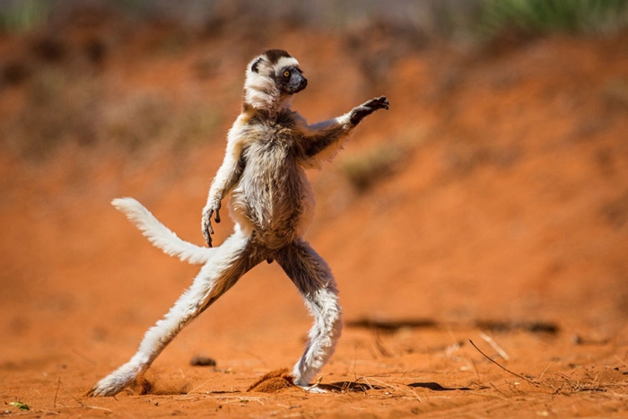 funny-animal-pictures-comedy-wildlife-photography-awards-paul-joynson-hicks-13