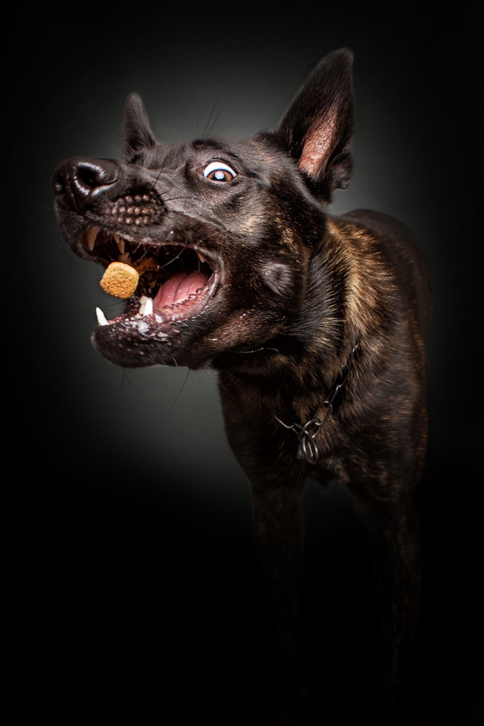dogs-catching-food-photos-frei-schnauze-christian-vieler-7