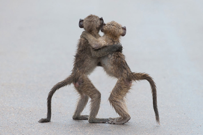 funny-animal-pictures-comedy-wildlife-photography-awards-paul-joynson-hicks-8
