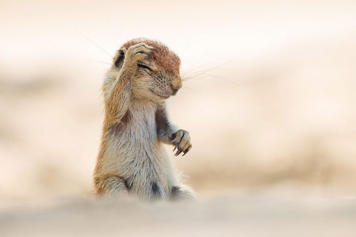 funny-animal-pictures-comedy-wildlife-photography-awards-paul-joynson-hicks-7