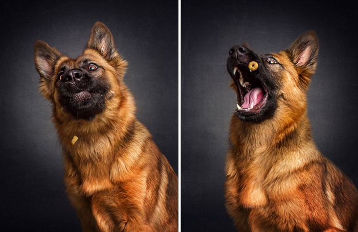 dogs-catching-food-photos-frei-schnauze-christian-vieler-29