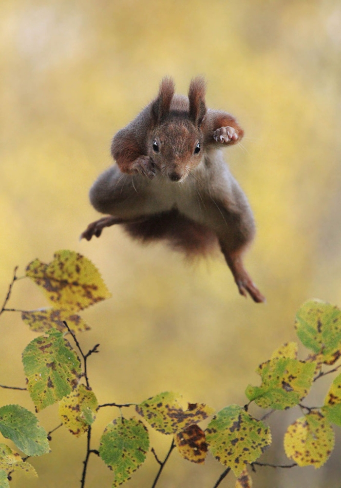 funny-animal-pictures-comedy-wildlife-photography-awards-paul-joynson-hicks-14