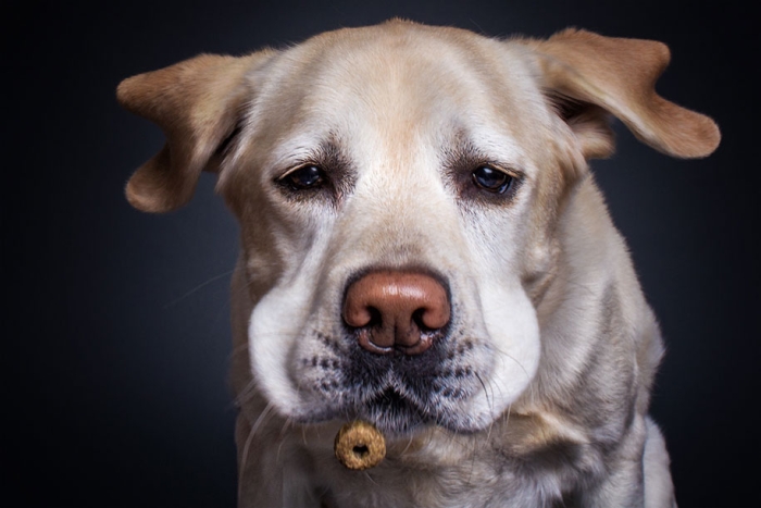 dogs-catching-food-photos-frei-schnauze-christian-vieler-8