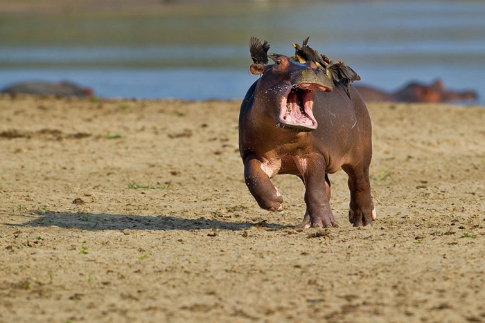 funny-animal-pictures-comedy-wildlife-photography-awards-paul-joynson-hicks-9