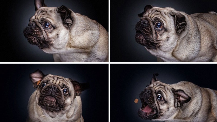 dogs-catching-food-photos-frei-schnauze-christian-vieler-30