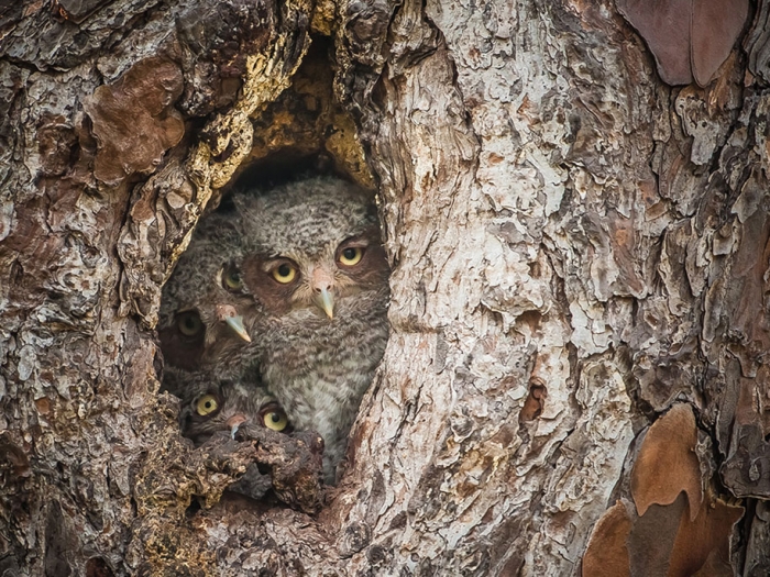 funny-animal-pictures-comedy-wildlife-photography-awards-paul-joynson-hicks-11