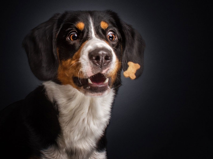 dogs-catching-food-photos-frei-schnauze-christian-vieler-31