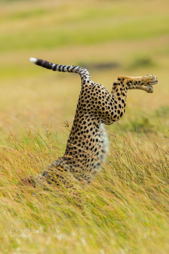 funny-animal-pictures-comedy-wildlife-photography-awards-paul-joynson-hicks-1