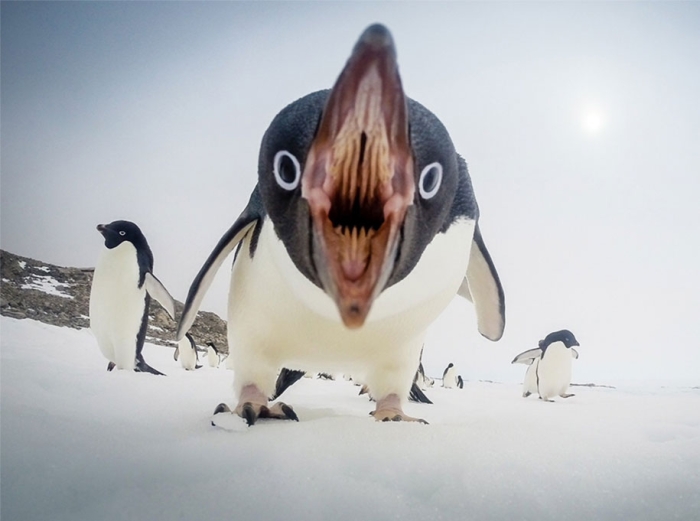 internet-favorite-picture-of-day-2015-national-geographic-21