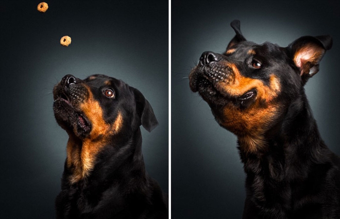 dogs-catching-food-photos-frei-schnauze-christian-vieler-28