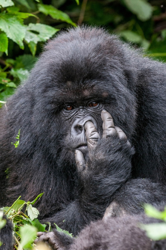 funny-animal-pictures-comedy-wildlife-photography-awards-paul-joynson-hicks-15