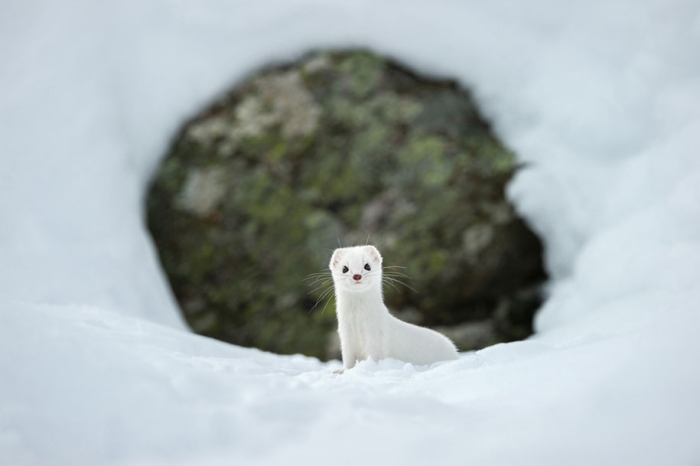 internet-favorite-picture-of-day-2015-national-geographic-9