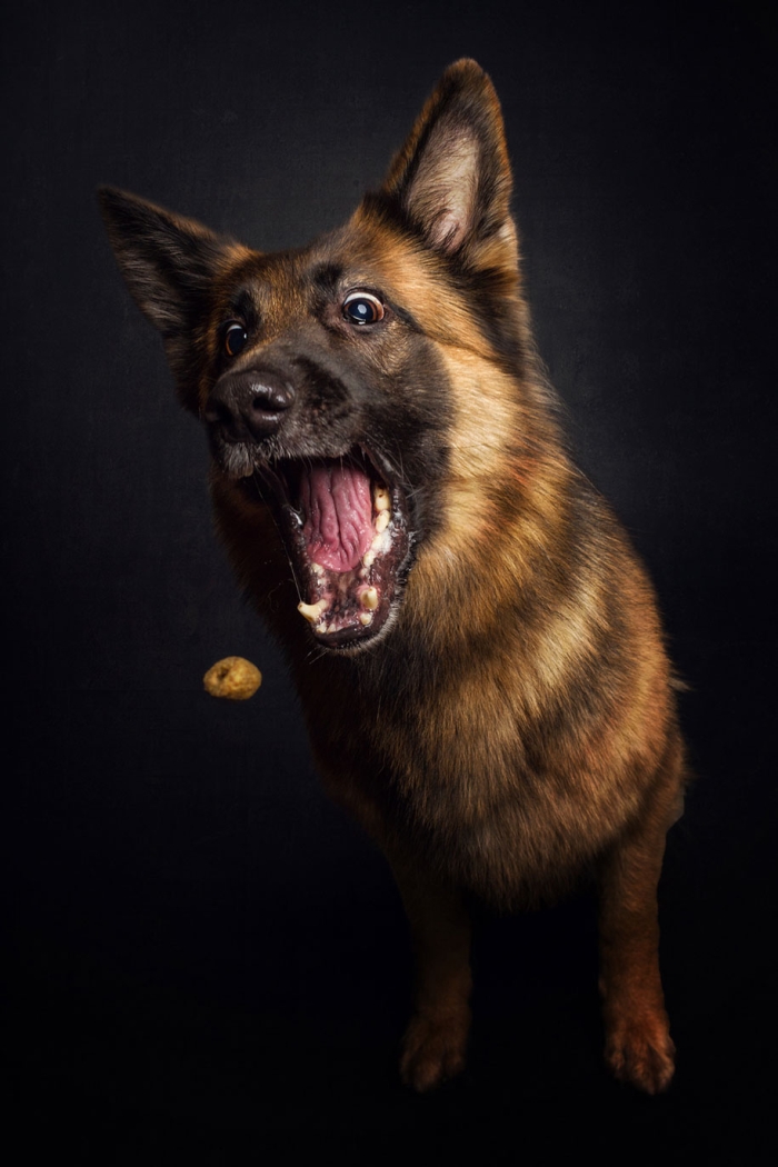 dogs-catching-food-photos-frei-schnauze-christian-vieler-5