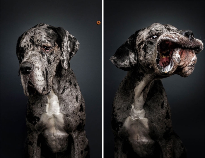dogs-catching-food-photos-frei-schnauze-christian-vieler-27