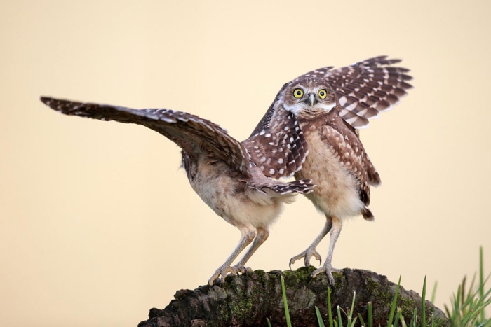 funny-animal-pictures-comedy-wildlife-photography-awards-paul-joynson-hicks-16
