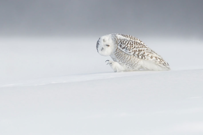 internet-favorite-picture-of-day-2015-national-geographic-2