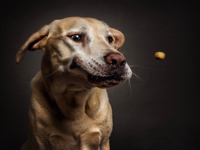 dogs-catching-food-photos-frei-schnauze-christian-vieler-32