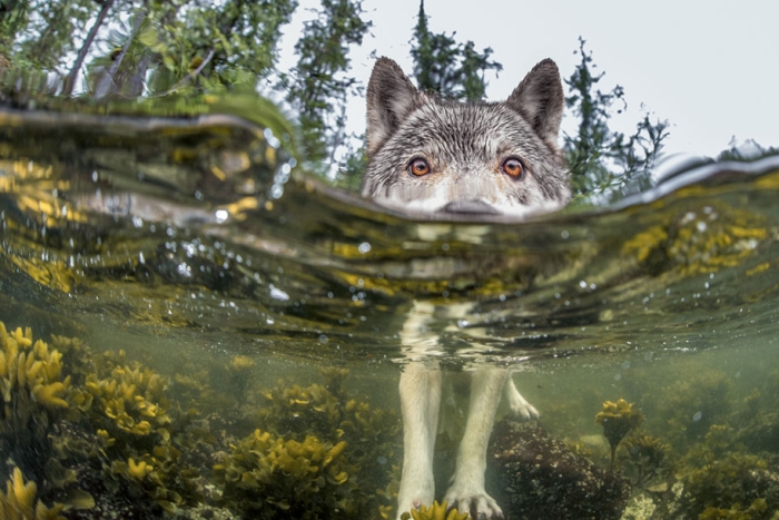 internet-favorite-picture-of-day-2015-national-geographic-20