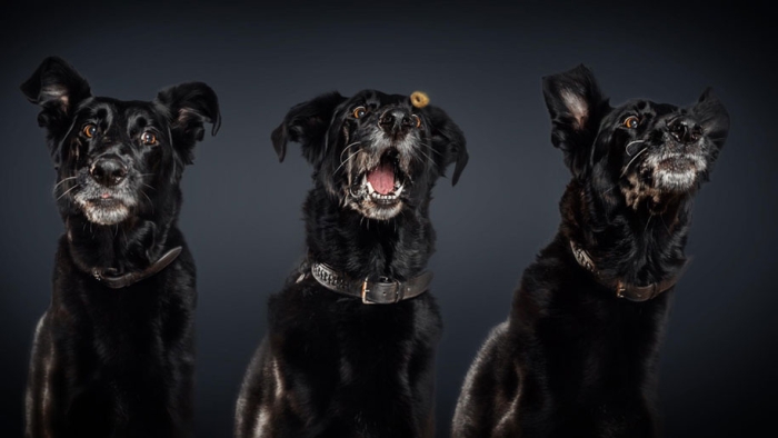 dogs-catching-food-photos-frei-schnauze-christian-vieler-2