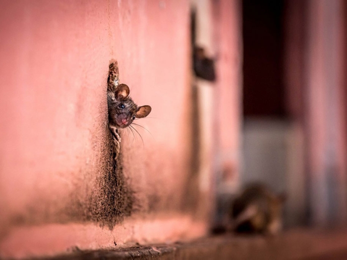 internet-favorite-picture-of-day-2015-national-geographic-14