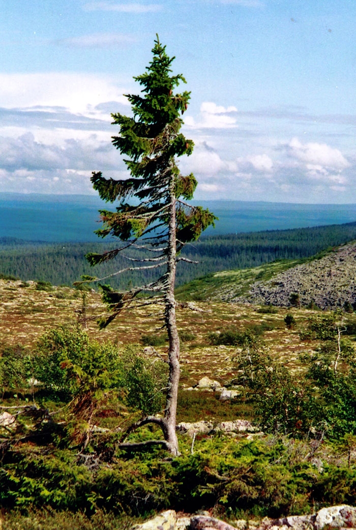 worlds-oldest-tree-9500-year-old-tjikko-sweden-4