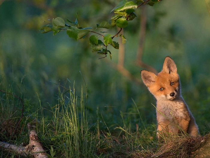 internet-favorite-picture-of-day-2015-national-geographic-5