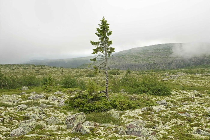 worlds-oldest-tree-9500-year-old-tjikko-sweden-5