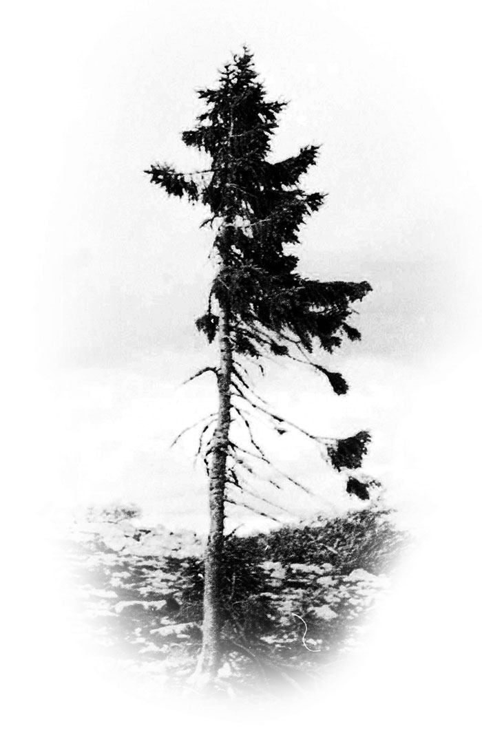 worlds-oldest-tree-9500-year-old-tjikko-sweden-1