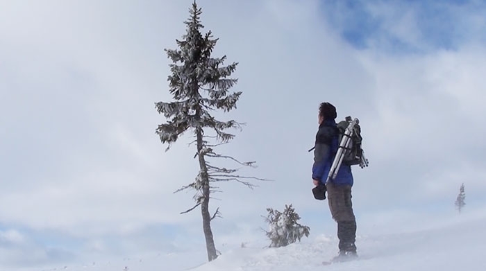 worlds-oldest-tree-9500-year-old-tjikko-sweden-3