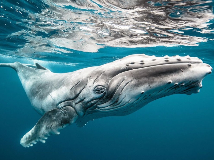 internet-favorite-picture-of-day-2015-national-geographic-17