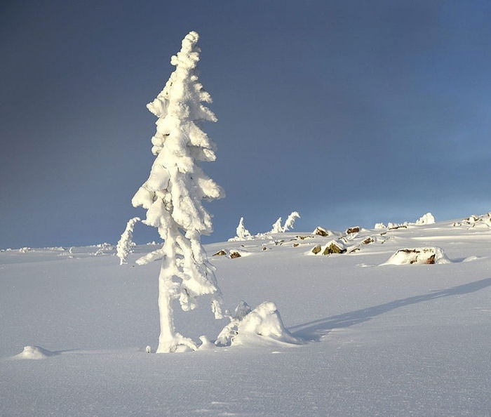 worlds-oldest-tree-9500-year-old-tjikko-sweden-2