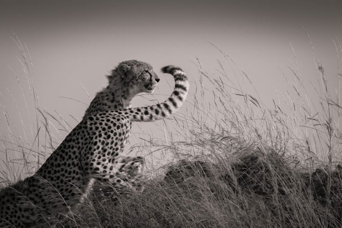 photography-winners-2015-national-geographic-photo-contest-2
