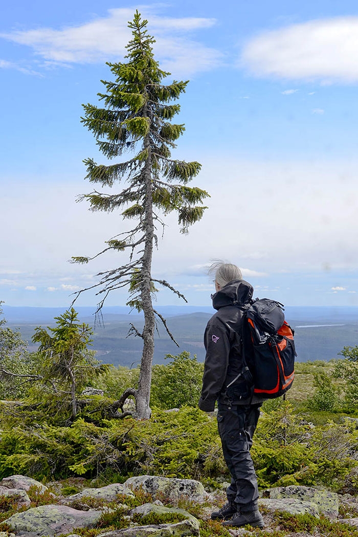 worlds-oldest-tree-9500-year-old-tjikko-sweden-6