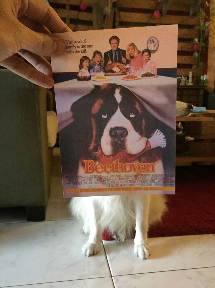 movie-posters-recreations-real-puppies-mashups-jaemy-choong-1