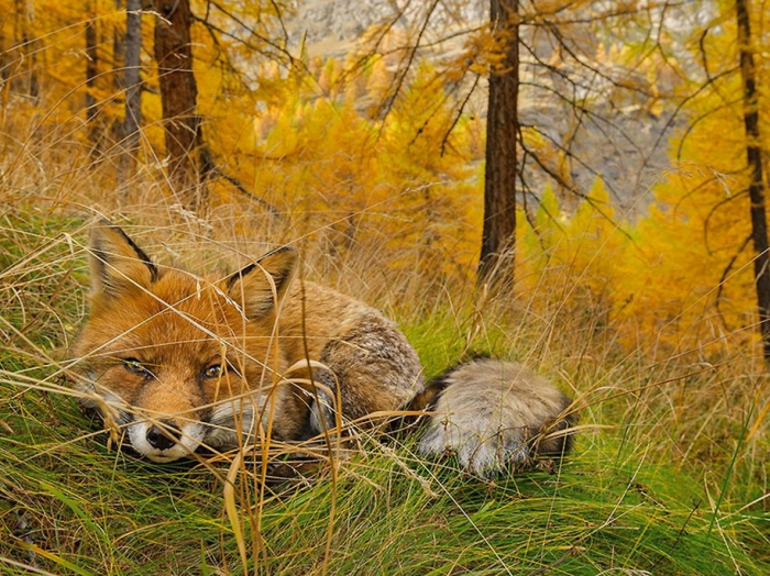 internet-favorite-picture-of-day-2015-national-geographic-13
