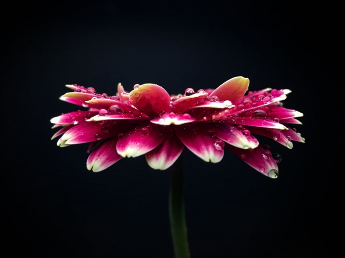 iphone-6-camera-lens-optics-addon-accessories-exolens-zeiss-fellowes-9