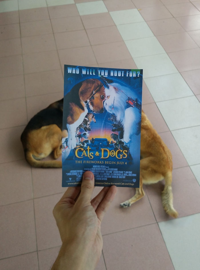 movie-posters-recreations-real-puppies-mashups-jaemy-choong-11