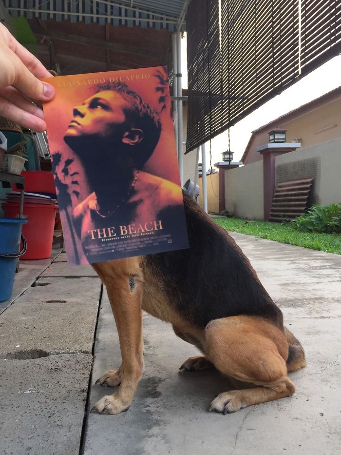 movie-posters-recreations-real-puppies-mashups-jaemy-choong-10