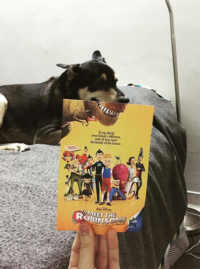 movie-posters-recreations-real-puppies-mashups-jaemy-choong-13