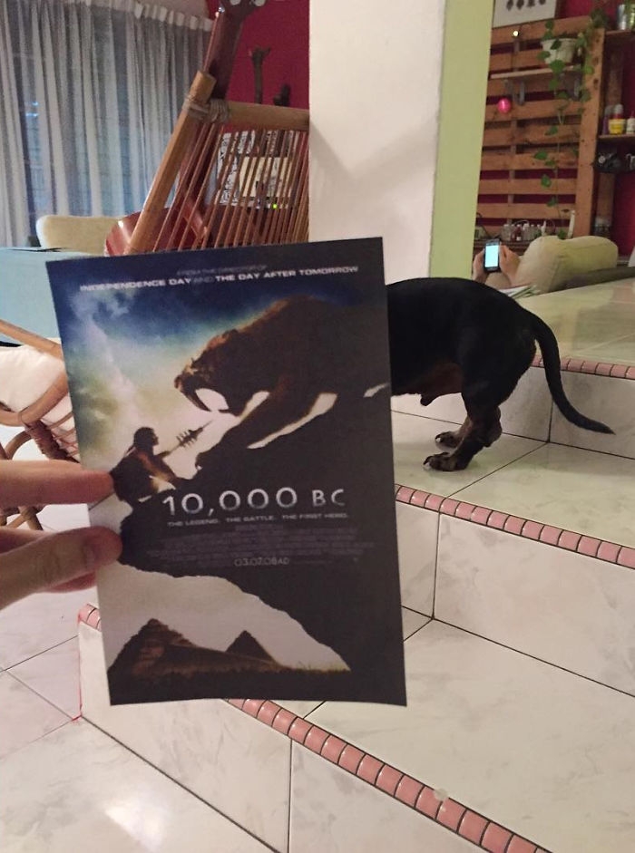 movie-posters-recreations-real-puppies-mashups-jaemy-choong-12