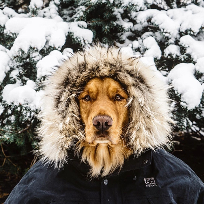 travelling-dog-aspen-hunter-lawrence-8