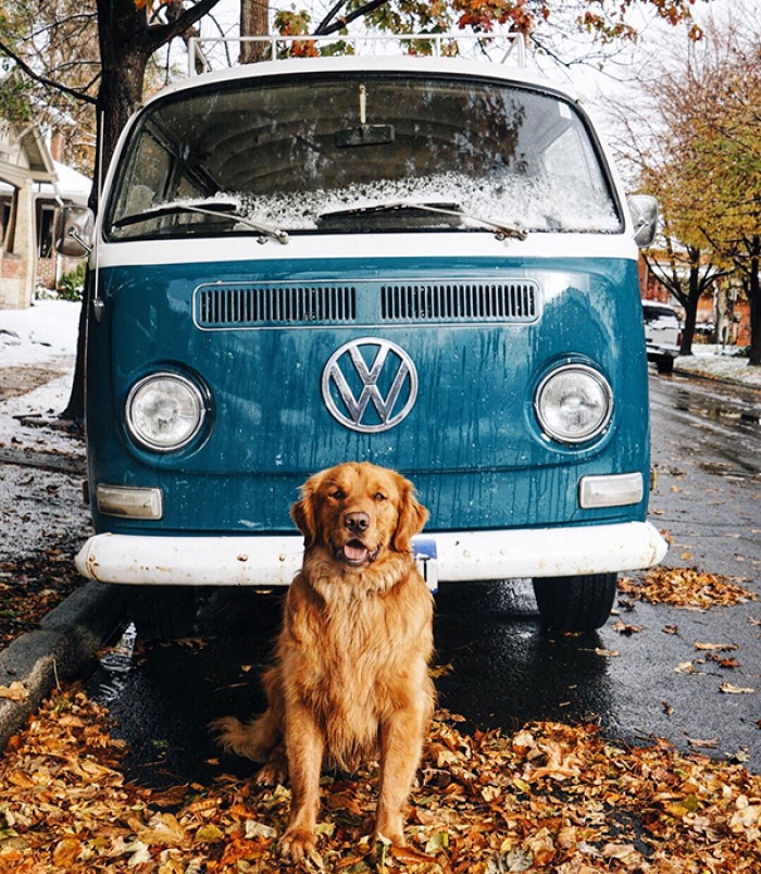travelling-dog-aspen-hunter-lawrence-12