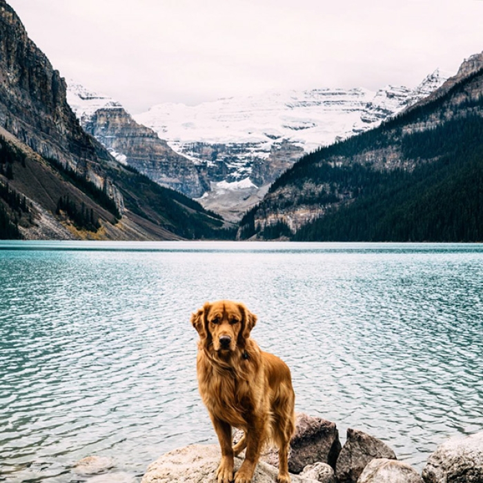 travelling-dog-aspen-hunter-lawrence-2