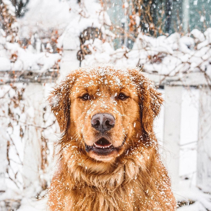 travelling-dog-aspen-hunter-lawrence-3