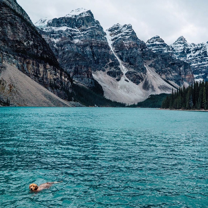 travelling-dog-aspen-hunter-lawrence-9