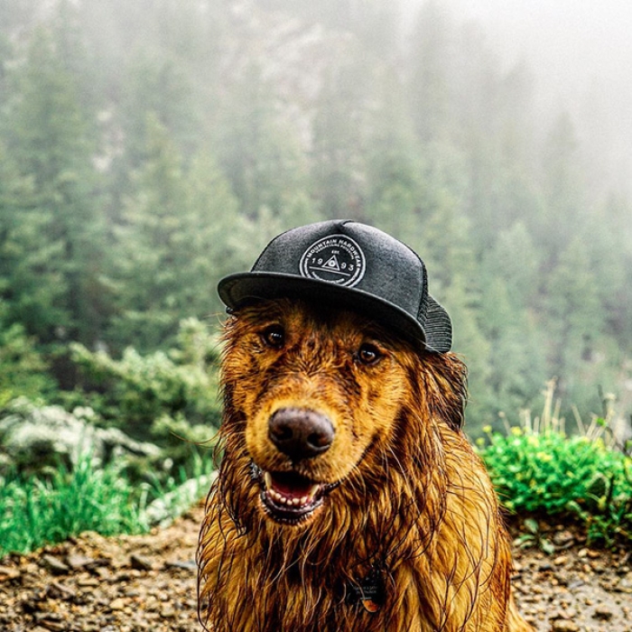 travelling-dog-aspen-hunter-lawrence-7