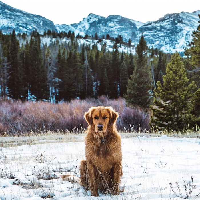 travelling-dog-aspen-hunter-lawrence-5