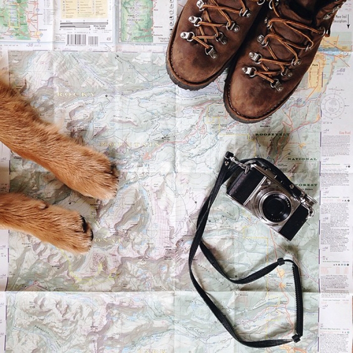 travelling-dog-aspen-hunter-lawrence-19