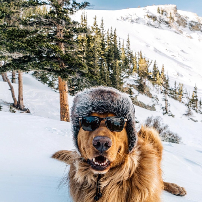 travelling-dog-aspen-hunter-lawrence-1
